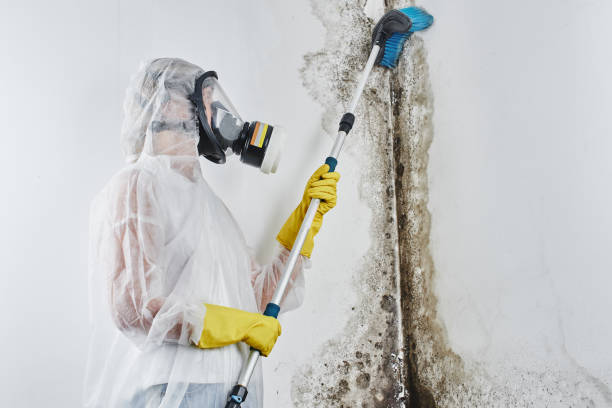 Why You Should Choose Our Mold Remediation Services in Sherrill, NY